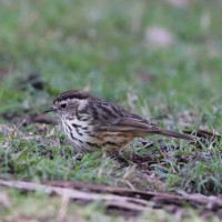 Speckled Warbler